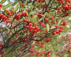 Aronie rouge 'Brilliant' / Aronia arbutifolia Brilliant